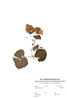 藏品(麗格秋海棠)的圖片